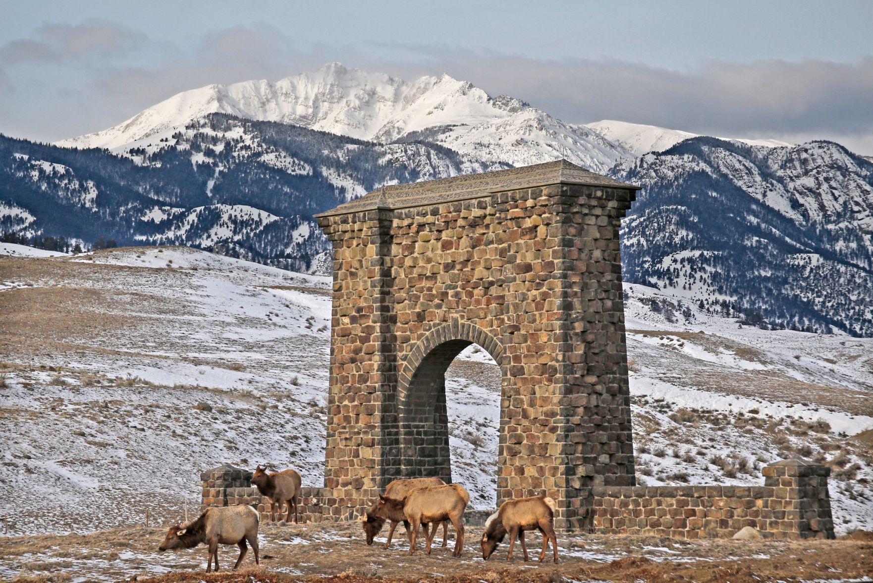 Elk graze by the Roosevelt Arch